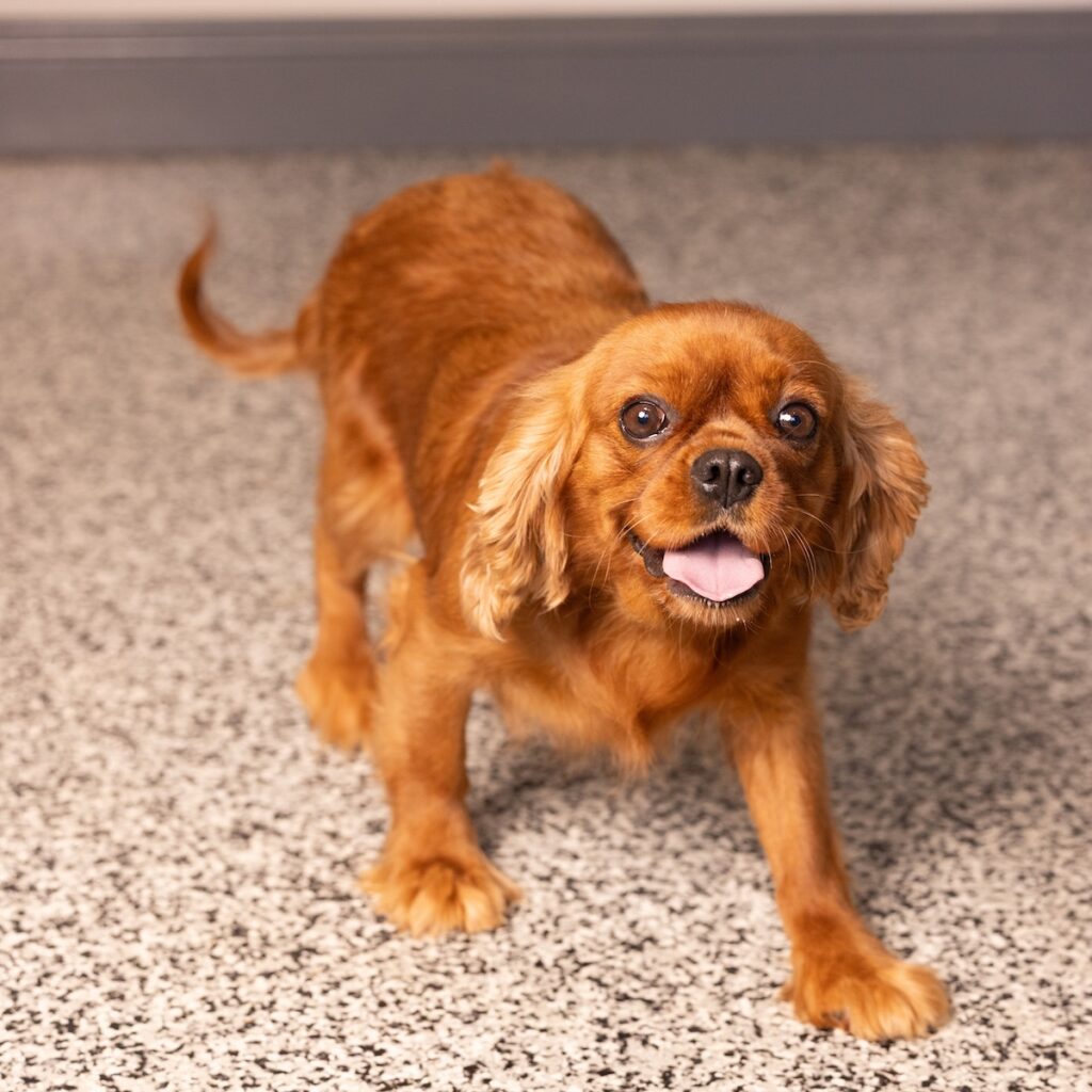 Betsy adult mom cav