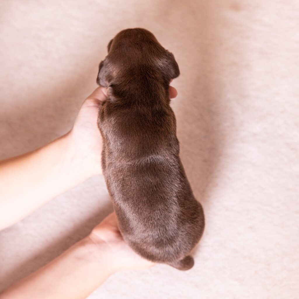 dachshund chocolate and tan