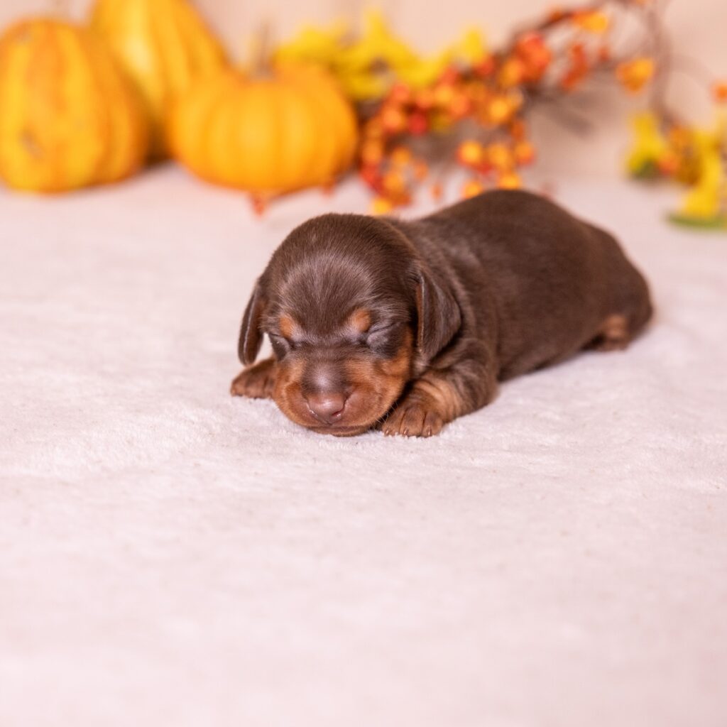 dachshund chocolate and tan or sale