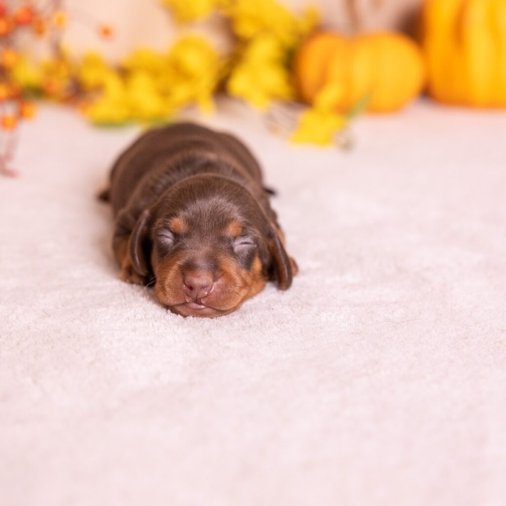 dachshund chocolate and tan puppy