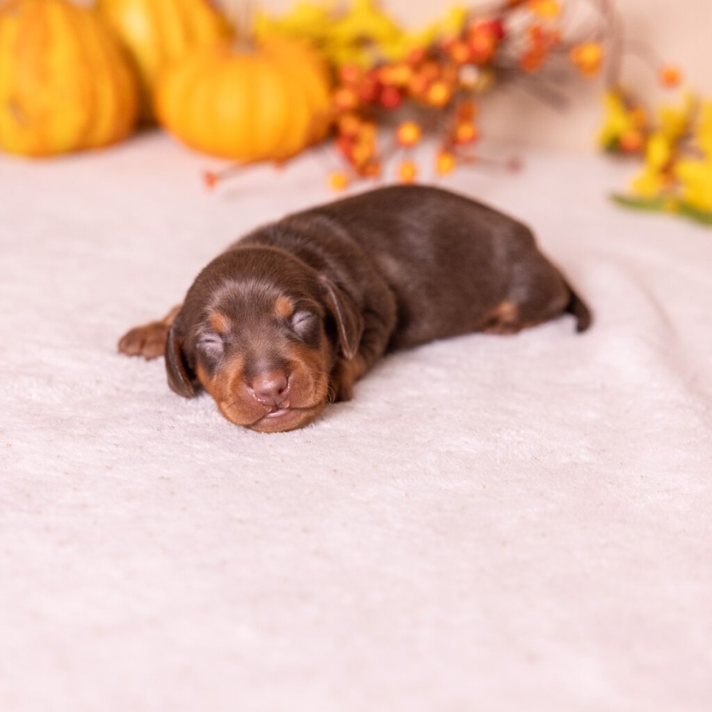 dachshund chocolate and tan puppy pa