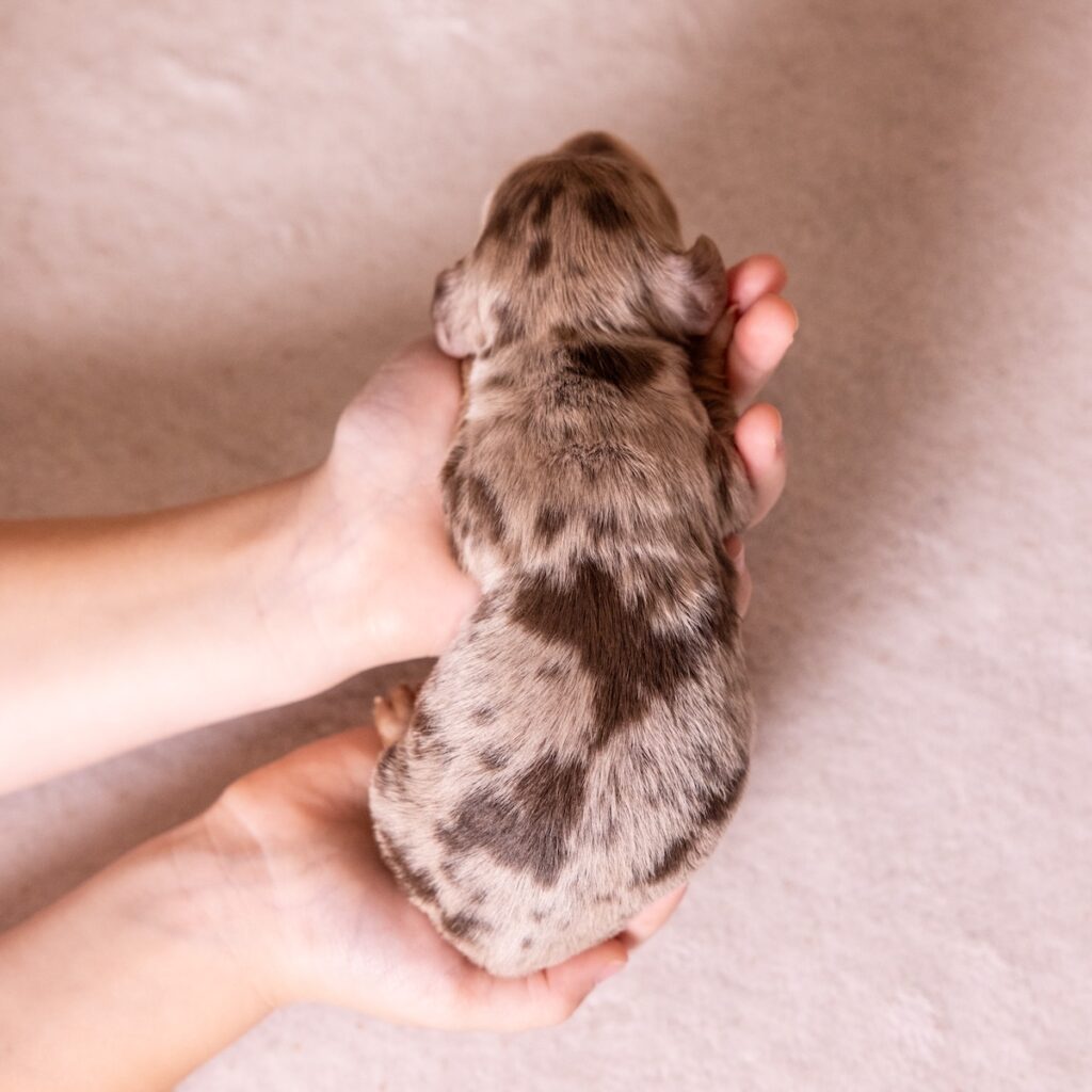 dapple long haired mini dachshund