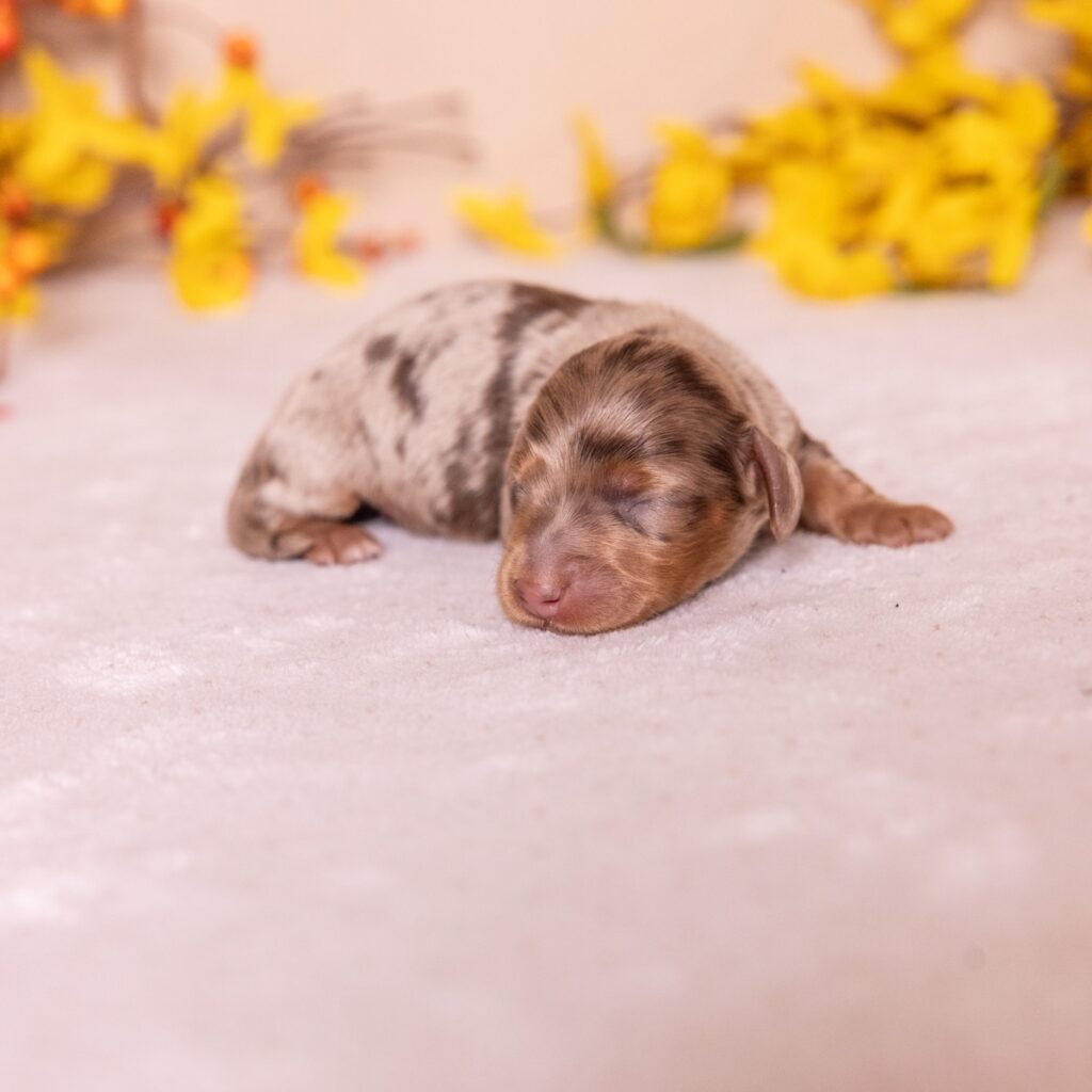 dapple long haired mini dachshund for sale