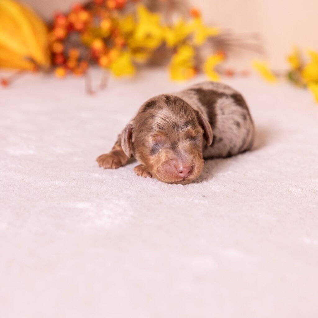 dapple long haired mini dachshund for sale pa