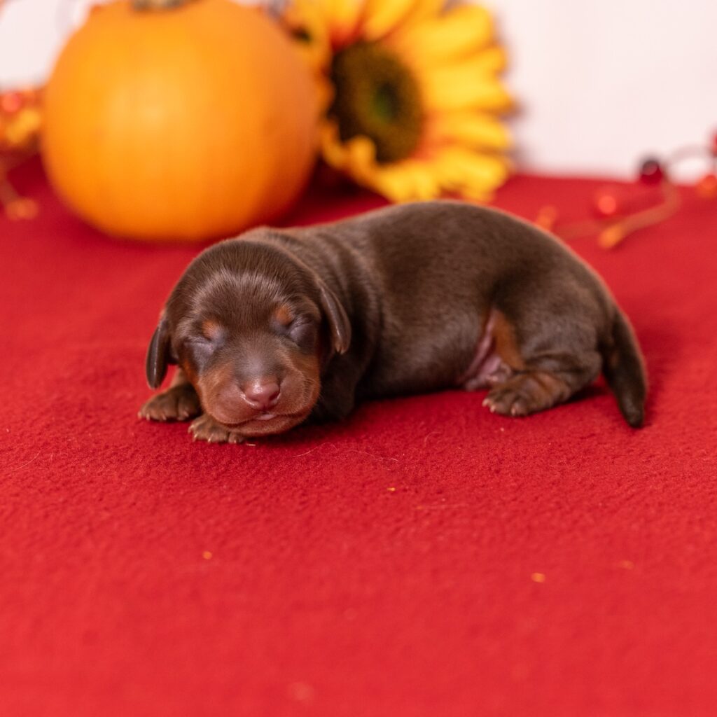 miniature dachshund pa