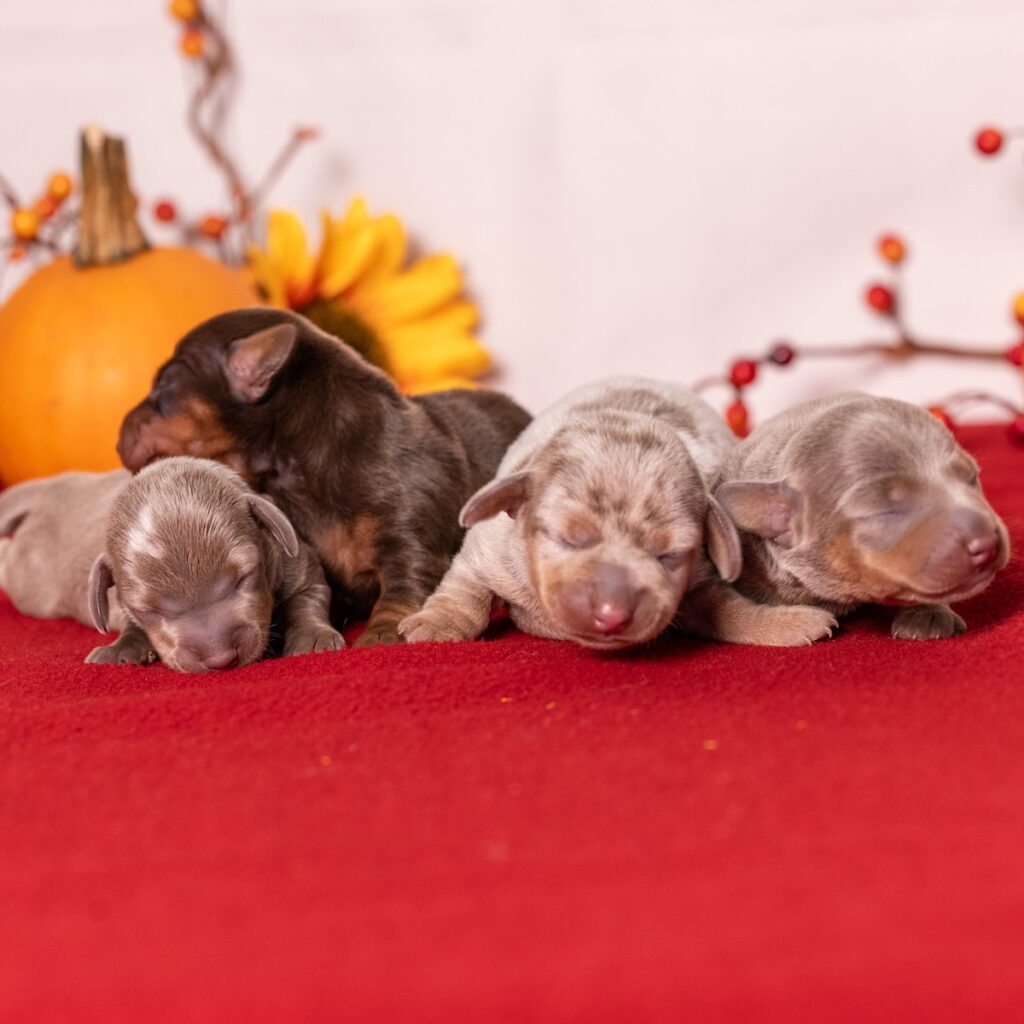 miniature dachshunds in pa