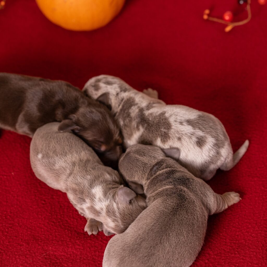 miniature dachshunds in pa and around pa