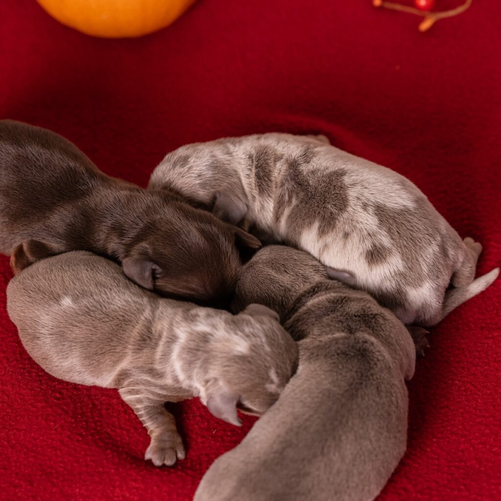 miniature dachshunds in pa for sale