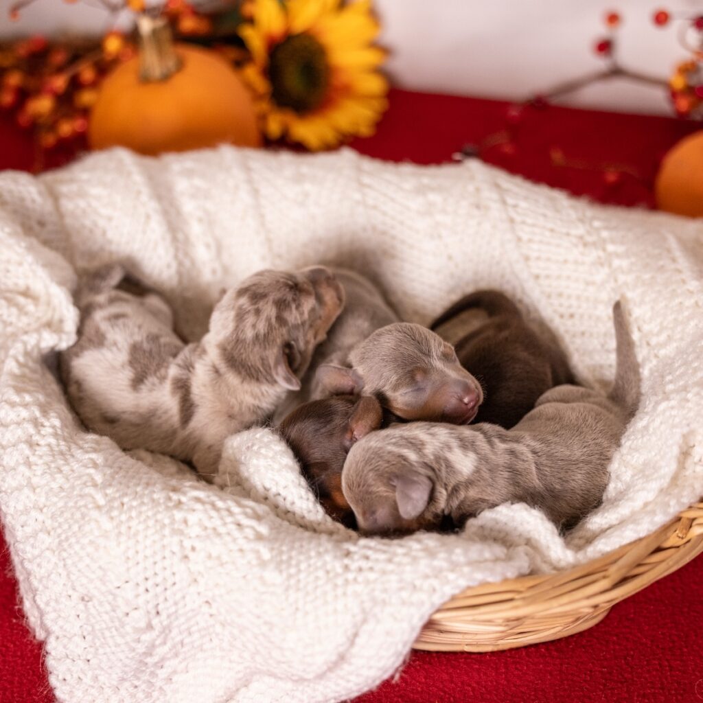miniature dachshunds in pa puppies