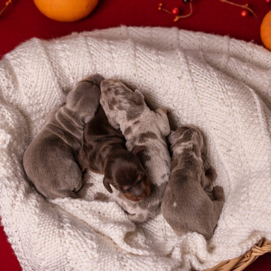 miniature dachshunds in pa with vet check