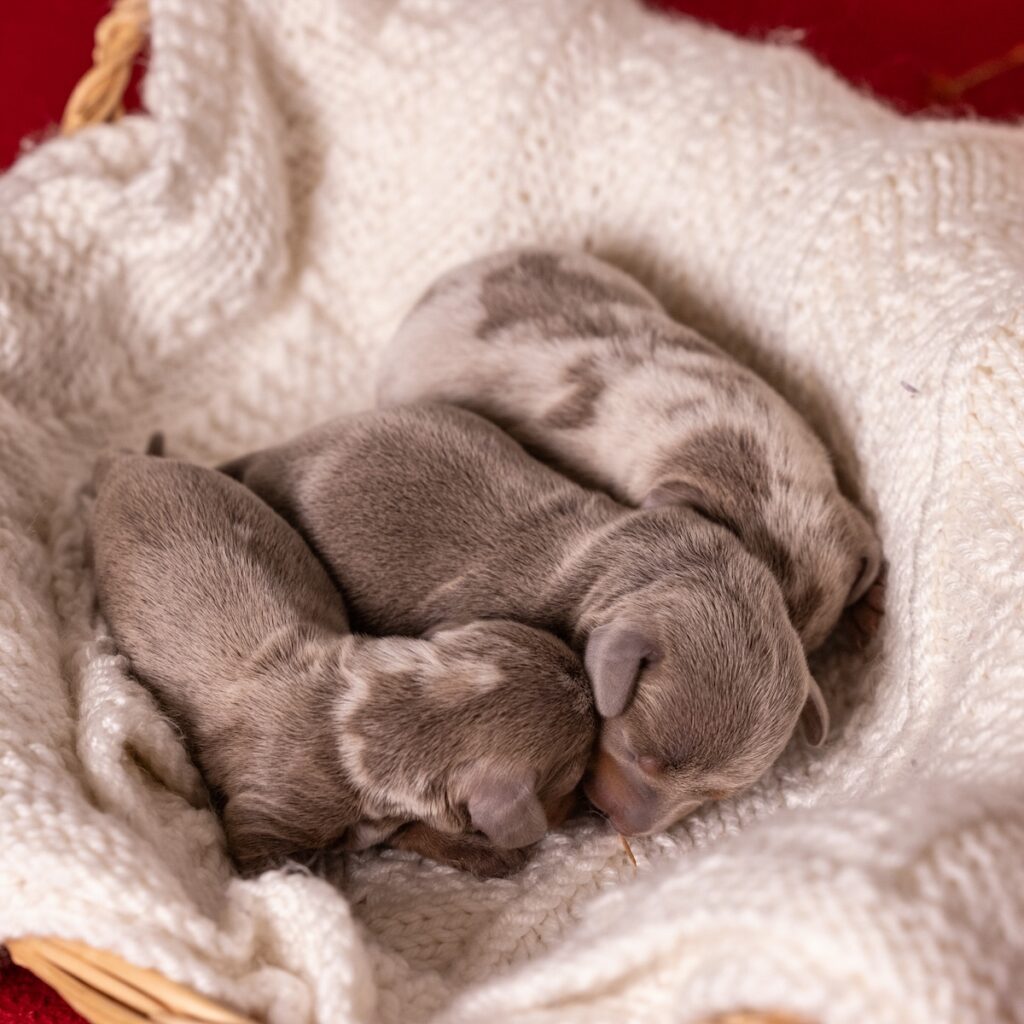 miniature dachshunds pa