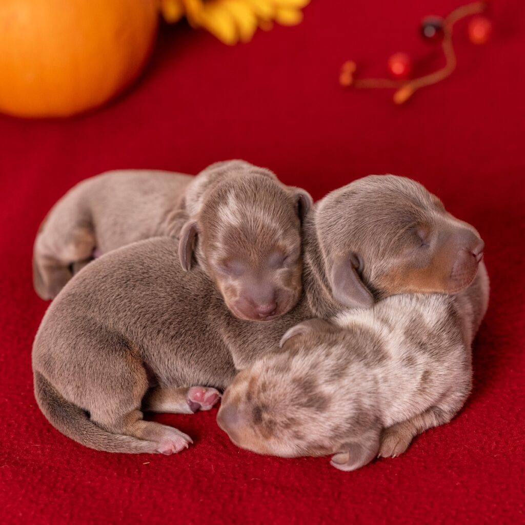 miniature dachshunds pa for sale