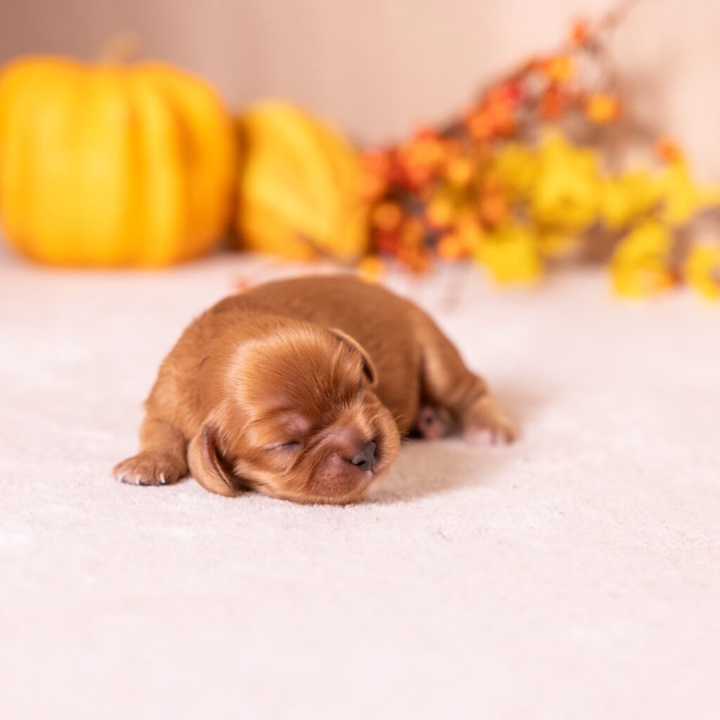 ruby colored king charles cavalier for sale near me