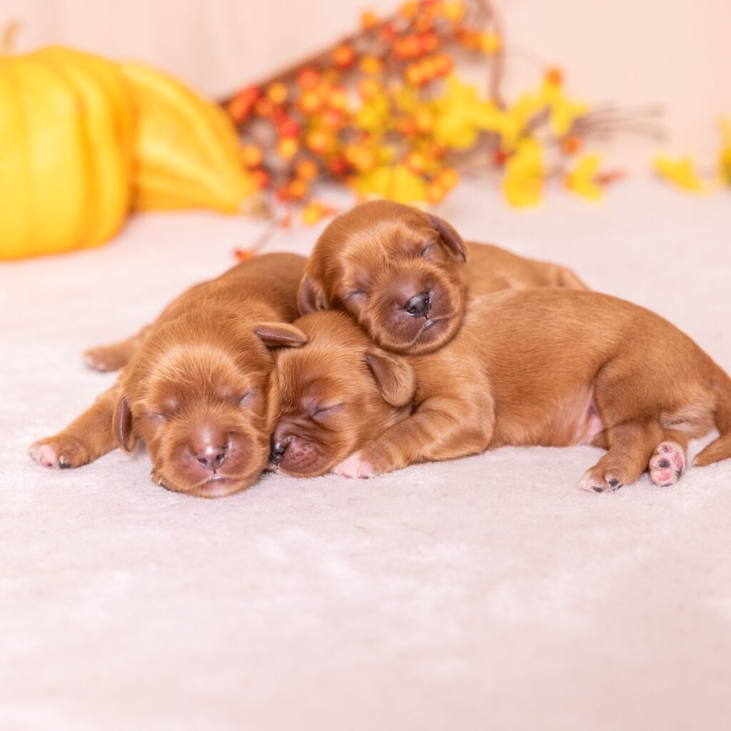 ruby king charles cavalier puppies pa for sale