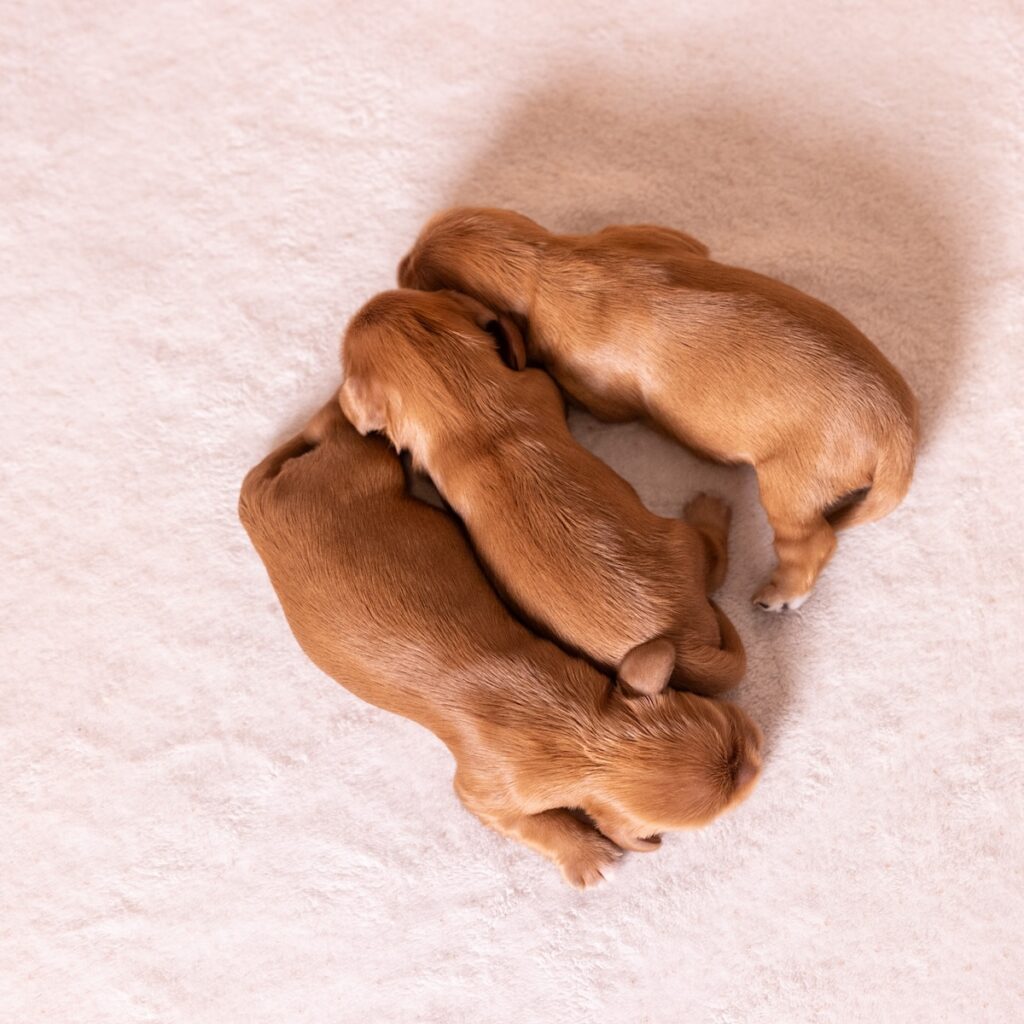 ruby king charles cavalier puppies pa for sale near me