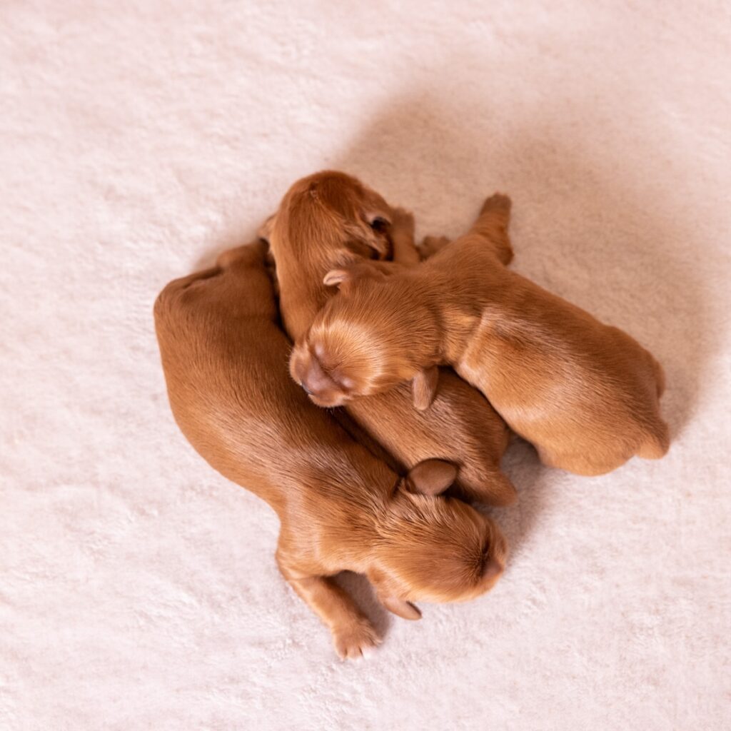 ruby king charles cavalier puppies pa for sale nyc