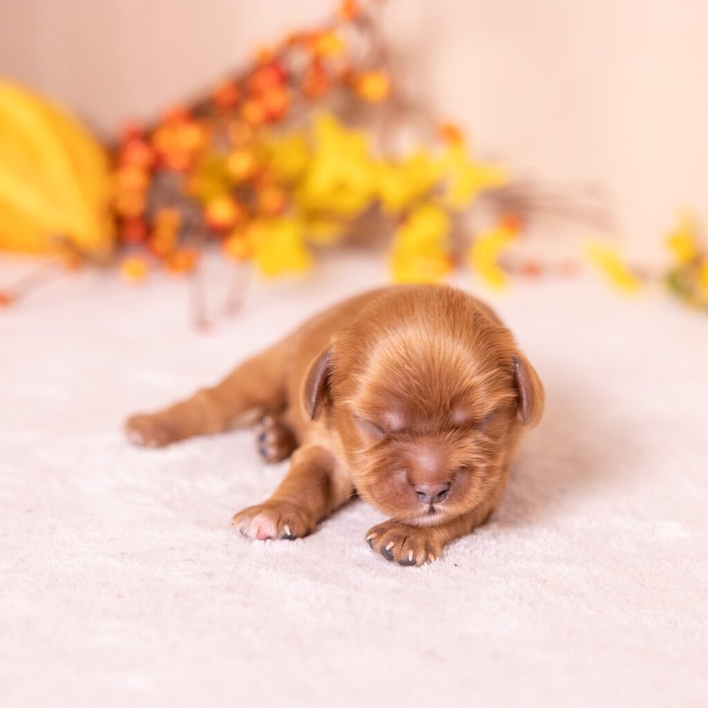 ruby king charles cavalier puppy