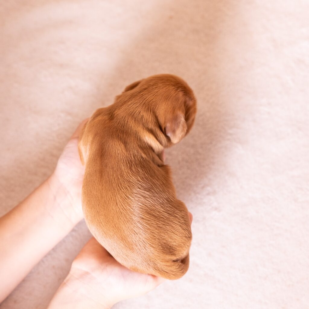 ruby king charles cavalier spaniel