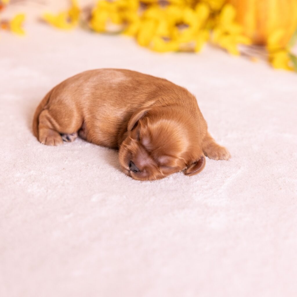 ruby king charles cavalier spaniel for sale
