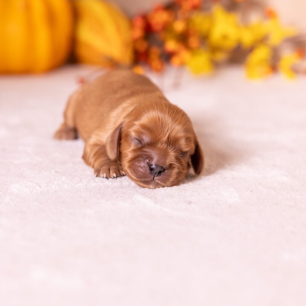 ruby king charles cavalier spaniel for sale pa