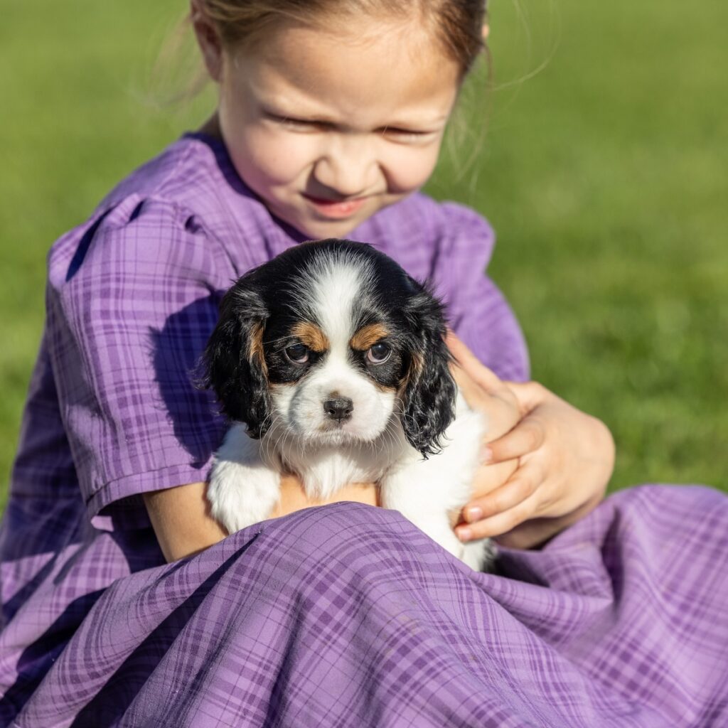 tri color cavalier lancaster pa