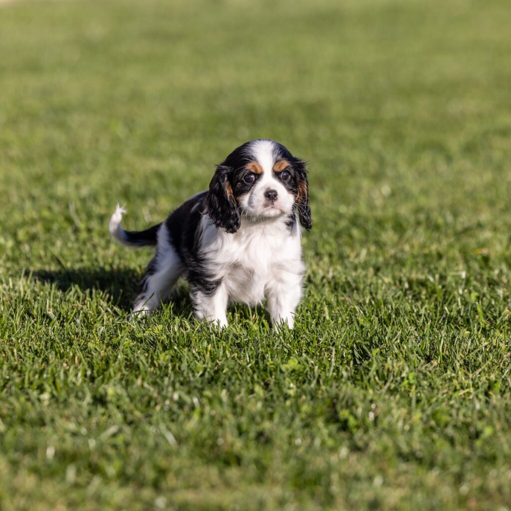 tri color cavalier lancaster pa for sale