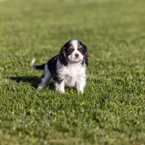 tri color cavalier lancaster pa for sale