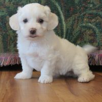 Coton De Tulear puppy