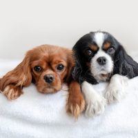 cavalier puppies